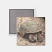 Tortoise Magnet (Voorkant / Achterkant)