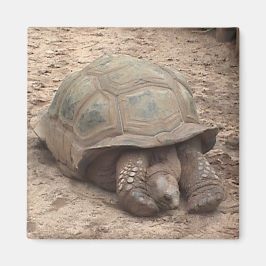 Tortoise Magnet (Voorkant)