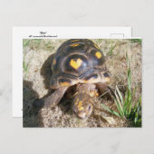 Tortoise met hartpatroon briefkaart (Voorkant / Achterkant)