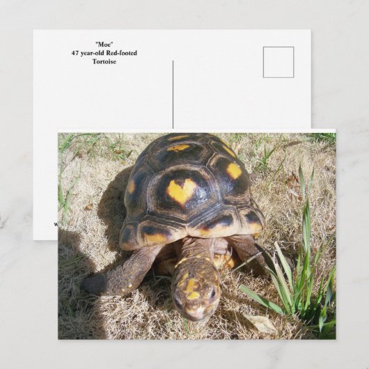 Tortoise met hartpatroon briefkaart (Voorkant / Achterkant)
