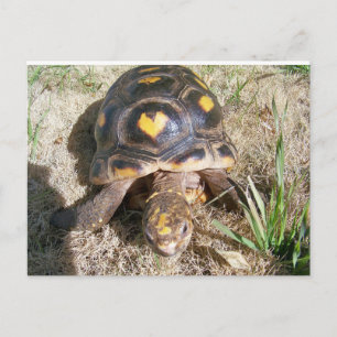 Tortoise met hartpatroon briefkaart