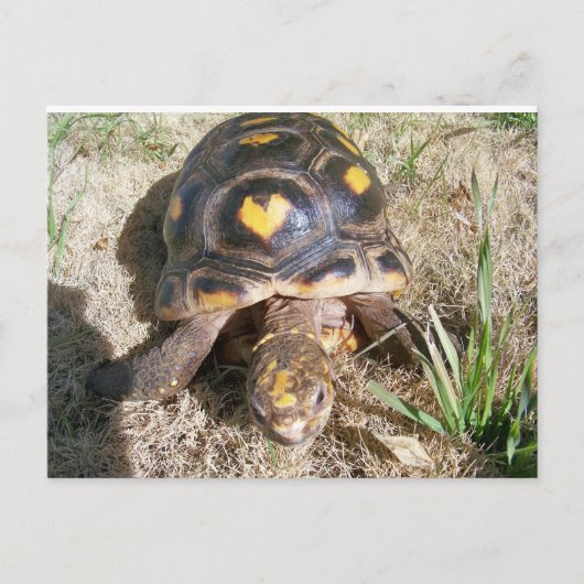 Tortoise met hartpatroon briefkaart (Voorkant)