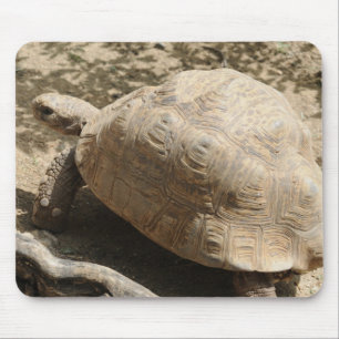 Tortoise Muismat