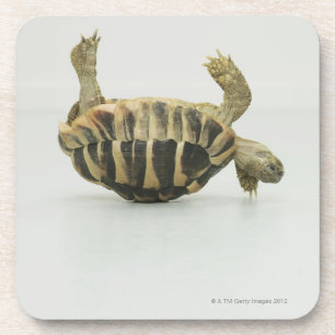 Tortoise ondersteboven, waarbij de schelp in evenw bier onderzetter
