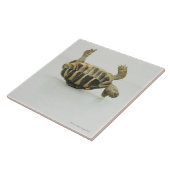 Tortoise ondersteboven, waarbij de schelp in evenw tegeltje (Zijkant)