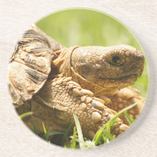Tortoise Onderzetter (Voorkant)