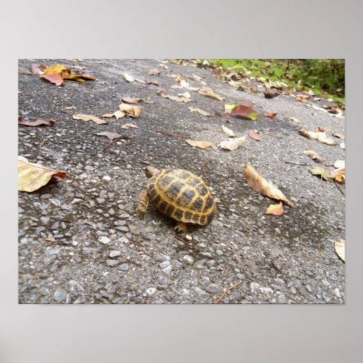 Tortoise op een Poster van een missiedier (Voorkant)