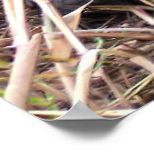 Tortoise Portrait Poster (Hoek)