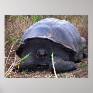 Tortoise Portrait Poster