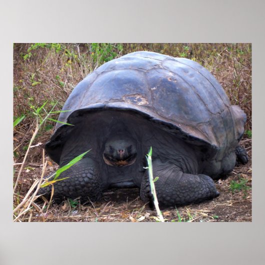 Tortoise Portrait Poster (Voorkant)