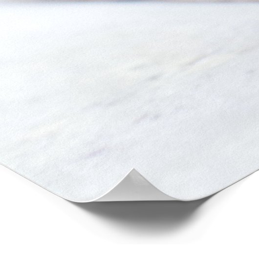 Tortoise Poster (Hoek)