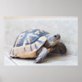 Tortoise Poster (Voorkant)