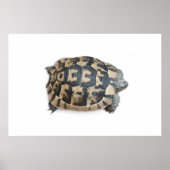 Tortoise Poster (Voorkant)