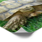 Tortoise Poster Print (Hoek)