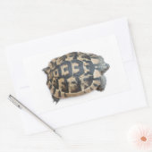 Tortoise Rechthoekige Sticker (Envelop)