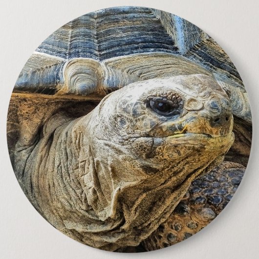 TORTOISE RONDE BUTTON 6,0 CM (Voorkant)