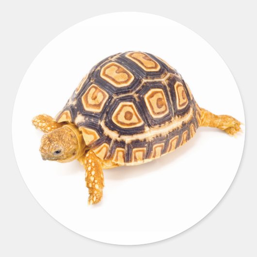 Tortoise Ronde Sticker (Voorkant)