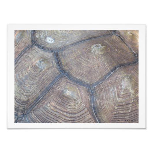 Tortoise Shell Foto van Linda Becker Afdruk (Voorkant)