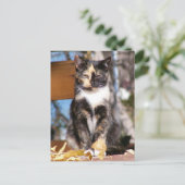 Tortoise Shell kitten 1 Briefkaart (Staand voorkant)