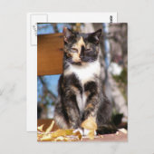 Tortoise Shell kitten 1 Briefkaart (Voorkant / Achterkant)