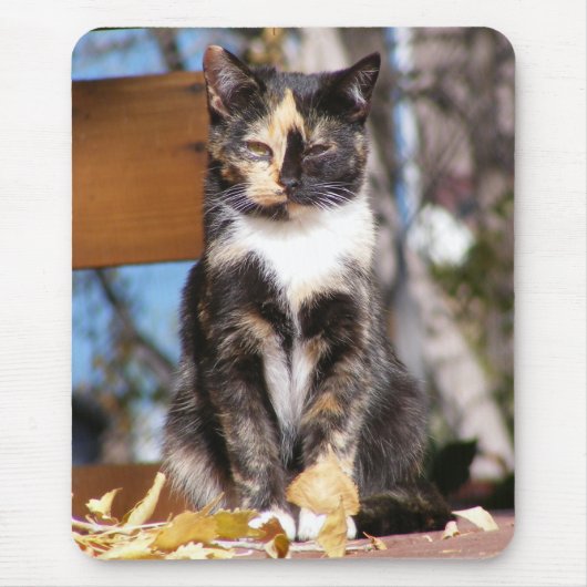 Tortoise Shell Kitten 1 Muismat (Voorkant)