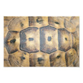 Tortoise Shell Pattern Foto Afdruk (Voorkant)