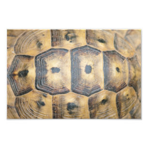 Tortoise Shell Pattern Foto Afdruk
