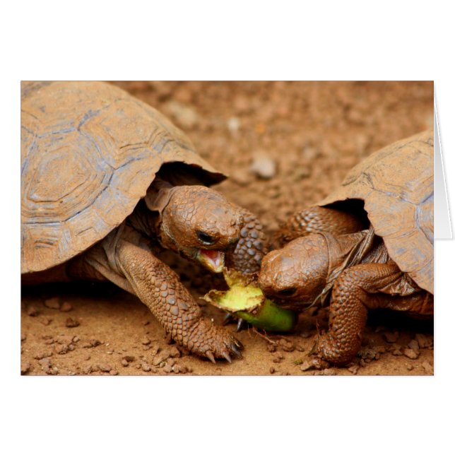 Tortoise Snack (Voorkant Horizontaal)