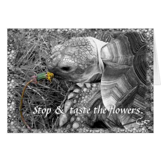 Tortoise - Stop en smaak van de bloemen (Voorkant Horizontaal)