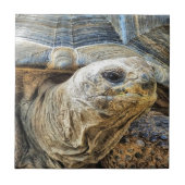 TORTOISE TEGELTJE (Voorkant)