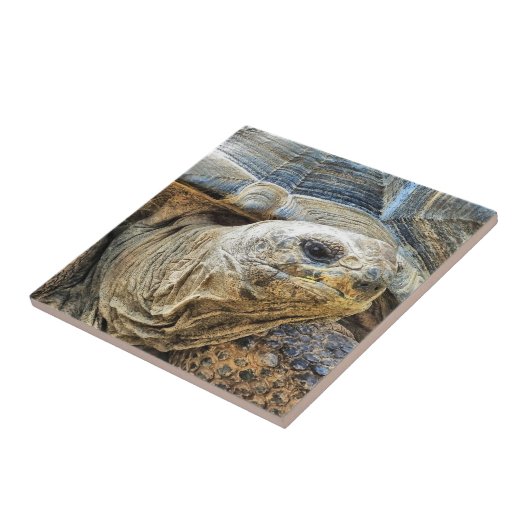 TORTOISE TEGELTJE (Zijkant)