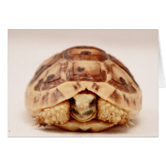Tortoise verbergt zich in de schelp