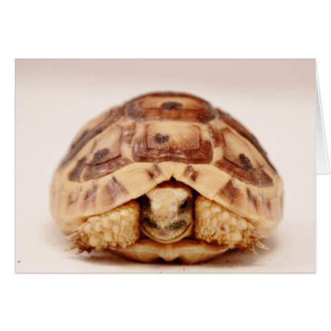 Tortoise verbergt zich in de schelp (Voorkant Horizontaal)