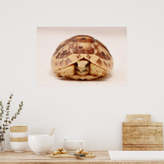 Tortoise verbergt zich in de schelp poster (Keuken)