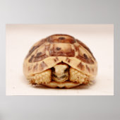 Tortoise verbergt zich in de schelp poster (Voorkant)