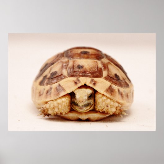 Tortoise verbergt zich in de schelp poster (Voorkant)