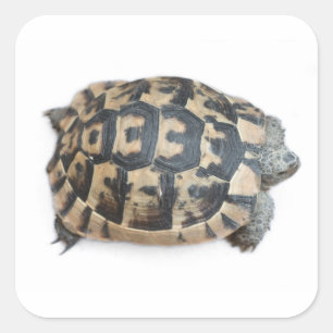 Tortoise Vierkante Sticker