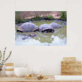 Tortoises in de modder poster (Keuken)