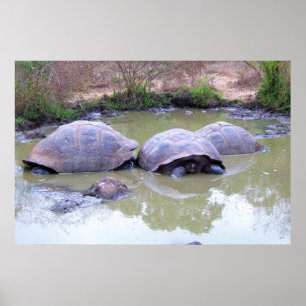 Tortoises in de modder poster