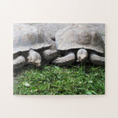 Tortoises Legpuzzel (Horizontaal)
