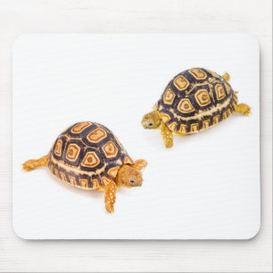 Tortoises Meeting Muismat