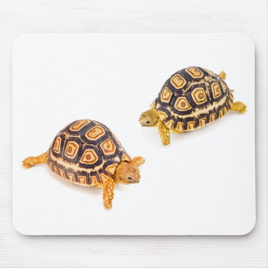 Tortoises Meeting Muismat (Voorkant)