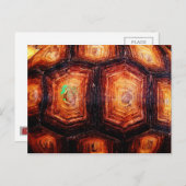 Tortoiseshel Briefkaart (Voorkant / Achterkant)
