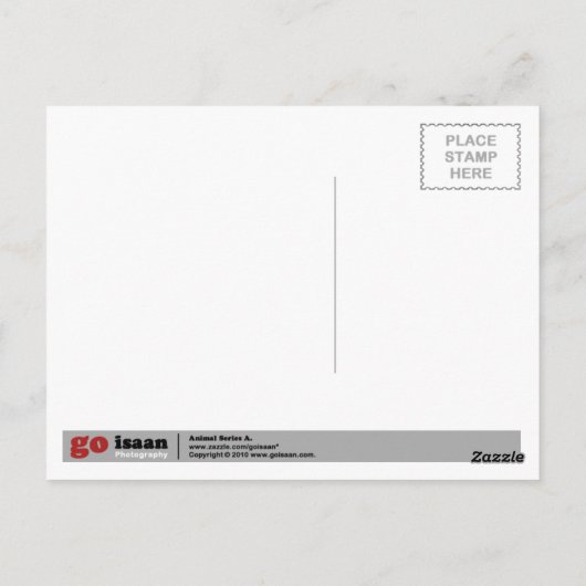 Tortoiseshel Briefkaart (Achterkant)