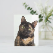 Tortoiseshel Cat Briefkaart (Staand voorkant)