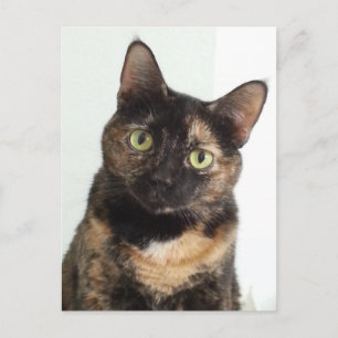 Tortoiseshel Cat Briefkaart