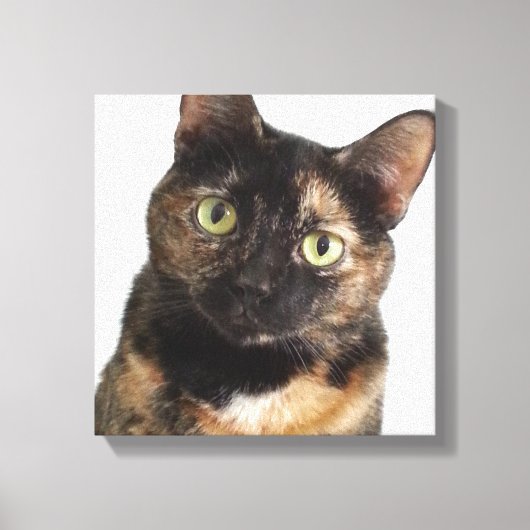 Tortoiseshel Cat Canvas Afdruk (Voorkant)
