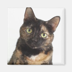 Tortoiseshel Cat Magneet