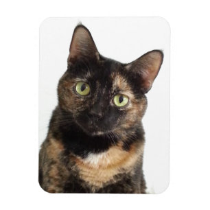 Tortoiseshel Cat Magneet