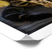 Tortoiseshel Cat Portrait, Closeup Animal Foto Poster (Hoek)